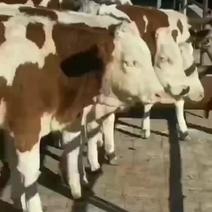 山东盛顺常年出售西门塔尔牛肉牛活牛牛犊提供养殖技术视频选货