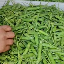 青豌豆荚大量上市，颗粒饱满，货源充足，基地直发，欢迎选购