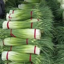 蒜苔红帽蒜苔精品加工蒜苔长期供应对接电商超市量大从优