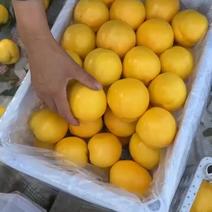 套袋大棚黄油桃各种规格手选货质量保证量大优惠