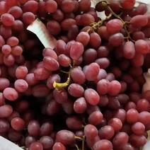 克伦生葡萄河北晋州葡萄产区一手货源质量保证全国代收