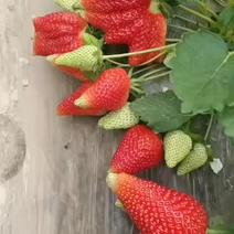 新鲜奶油草莓