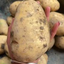 自家种的土豆