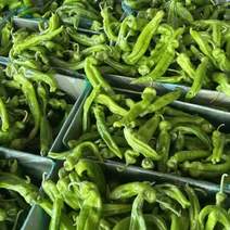春季301泡椒大量上市，产地直供，全国
