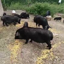 藏香猪，跑山猪