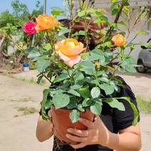 月季花玫瑰花苗圃基地直发全国各地需要可以联系