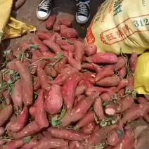 西瓜红红养殖薯，