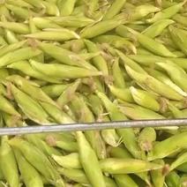 云南弥勒糯玉米大量上市价格支持电商团购批发市场