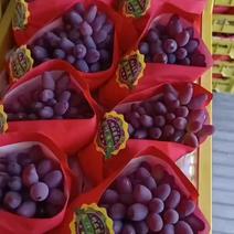 乐亭精品茉莉香葡萄，产地直供，价格真实，量大从优？