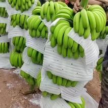 广东香蕉基地原产地一手货源，整车发货，质量保证。