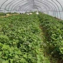 脱毒红薯苗繁育基地，红薯苗，繁育基地大型红薯苗基地