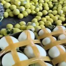 山东玉菇甜瓜，品种齐全翠梨博洋，大量上市全国供货随时
