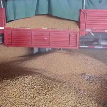 山东二级玉米出售三十万吨