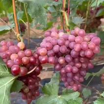 春红葡萄，果粒6-8克，糖度18，大量有货
