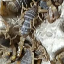 收各种昆虫养殖蝎子