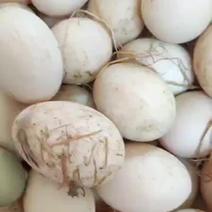 种鹅蛋，140~150克重量，箱装，孵化，食用，欢迎咨询