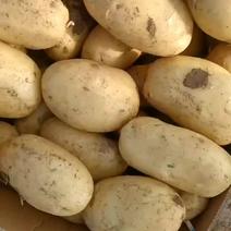 河南新土豆大量上市中，质量优，价格优，产地一手货源，代发