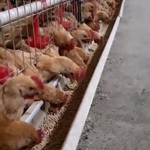 山西省临汾市，有小鸡苗土鸡，柴鸡，海兰灰小鸡，九斤黄小鸡