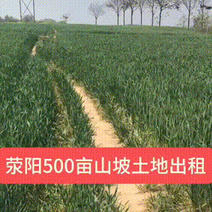 河南郑州土地流转:荥阳山坡地500余亩，可以种植苗木、草坪