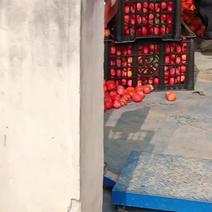 大量珠柿代办收购预约中。山西柿子基地！