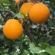 秭归伦晚脐橙新鲜时令水果产地一手货源现摘现发