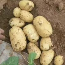 山东土豆，黄心土豆，沃土，实验一，土豆，新土豆，西森土豆