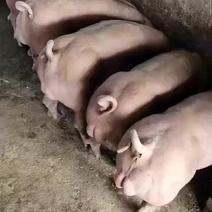 养殖场种猪母猪大保质保量