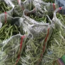 河南四季豆精品大量上市，质量保证😊