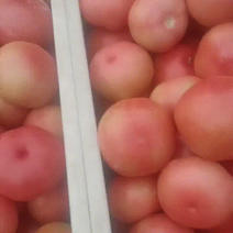 山东省聊城市硬粉西红柿，量大从优，保质保量