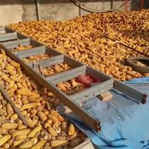 自己产的玉米还有七万多斤