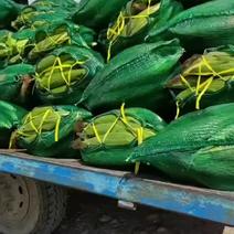 湖北省的甜玉米，产地直销，随行就市。需要南瓜提前联系