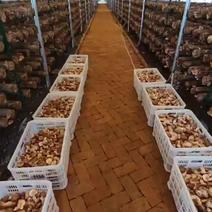 鲜香菇花菇大量上市