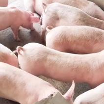 三元仔猪繁育基地，可以全国发货，可以做检测