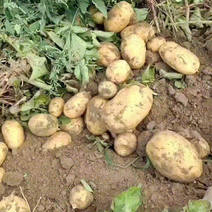 土豆一手货源看货论价产地现发保质保量