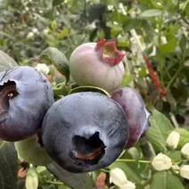 辽宁蓝莓产地直发货源充足保质保量一件全国