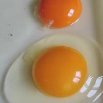 散养土鸡蛋，优选当日新鲜鸡蛋发货，品质保证