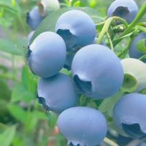 山东，云南，东北等系列蓝莓