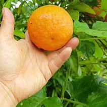 长叶香橙三十万斤价格美丽