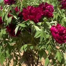 甘肃百年紫瓣特别适合栽在四合院儿小别墅公司门口特别漂亮