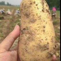 黄心土豆，产地直发