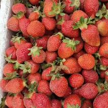 新疆喀什泽普草莓