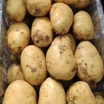 绥中县实验一号土豆黄心黄皮土豆大量上市供应全国市场