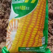 玉米种子成单99，四川审定，知名专家选育，矮杆大棒