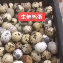 汤阴县鹌鹑蛋产地直发，质料保证量大从优，欢迎老板采购。