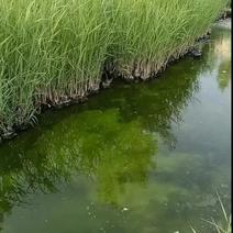 大量供应芦苇苗湿地置景水质净化易成活河道绿化工程用苗