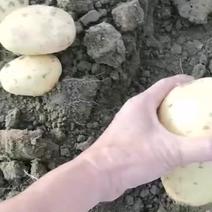 沃土土豆大量上市产地直发一手货源支持视频欢迎来电