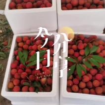 高州长坡白糖罂荔枝