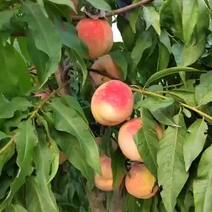 离核甜桃，7月1日成熟2万斤，果个半斤起步价格。
