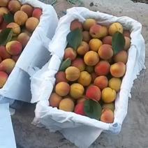 陕西丰源红杏大量供应，货源充足，有需要前来订购