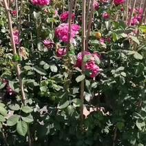 蔷薇藤本月季，爬藤速度快多色可选，各种规格基地直发